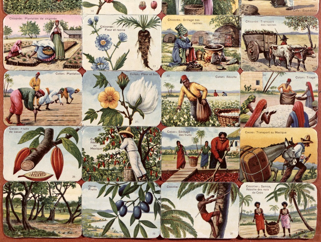 Illustration für ein französisches Schulbuch über verschiedene Produkte der Kolonien, ca. 1920-30 von French School
