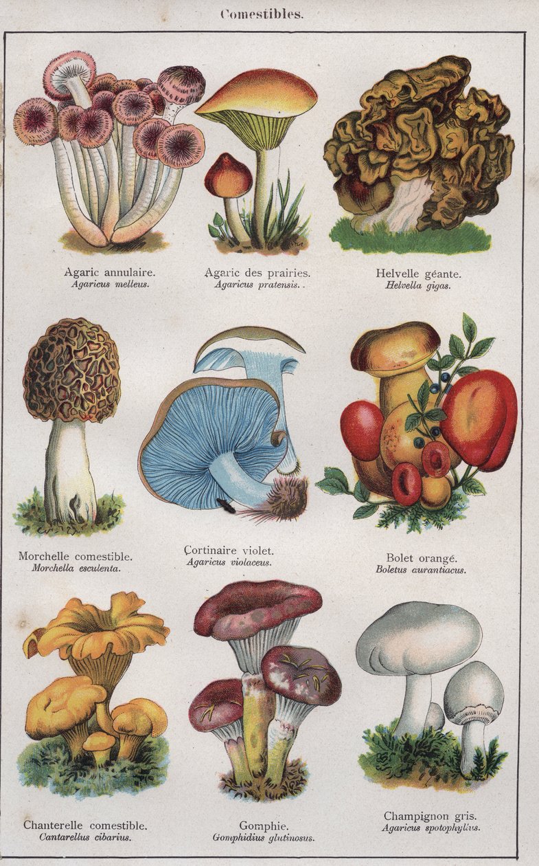 Illustration für "traite de medecine et d