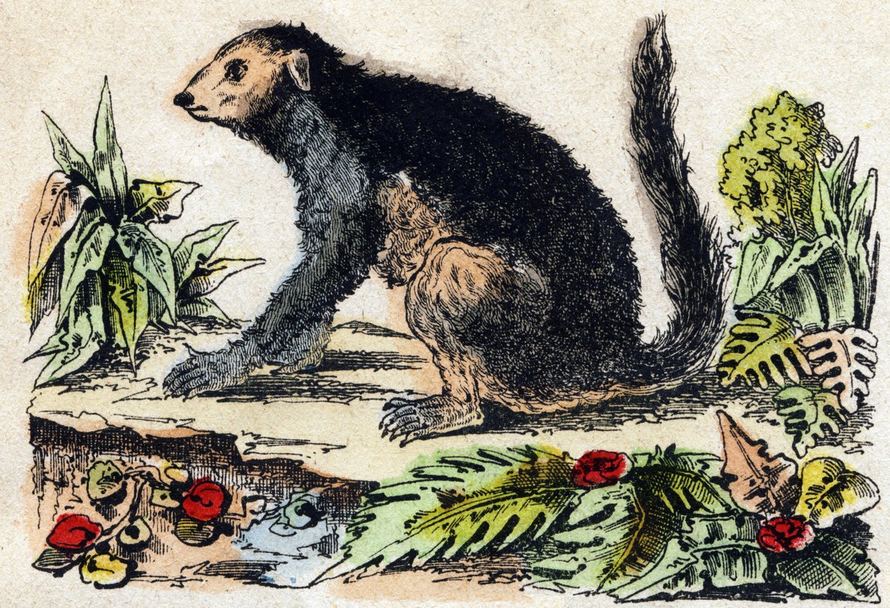 Indri (Lemur). Gravur in "Alphabet des animaux sauvages". 9. Serie. Bilder von Epinal, Pellerin, Drucker-Verleger, um 1870. Holzschnitte, schabloniert. 16 Seiten. Dim: 20 x 15 cm. Private Sammlung. von French School