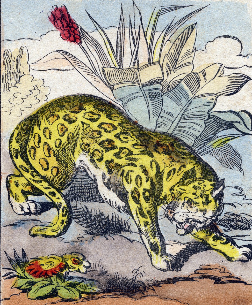 Jaguar. Gravur in "Buffon Alphabet des Animaux" von French School