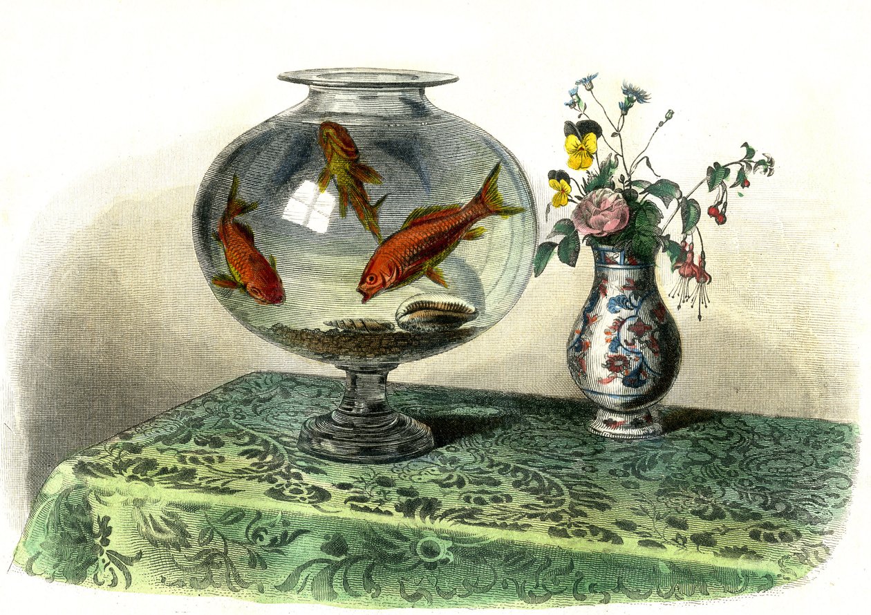 Der goldene Karpfen (Cyprinus Auratus) - Tafel aus Histoire Naturelle von Bernard Germain de Lacepede (1856-1925), Ausgabe P.Furme, Paris von French School