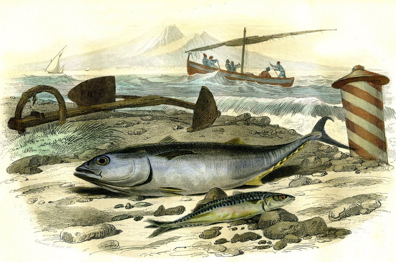 Der Thunfisch (Scomber Thynnus), die Makrele (Scomber Scombrus) - Tafel aus Histoire Naturelle von Bernard Germain de Lacepede von French School