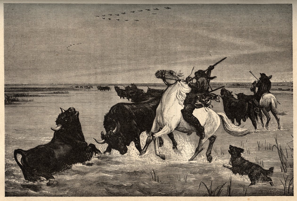 Die Ochsen (Rinderrasse) der Camargue nach dem Gemälde von Vayson - Gravur in PATRIE - Gravur in PATILE - Beschreibung der malerischen Frankreichs in 6 Bänden von Lucien Huard - Ende des 19. Jahrhunderts von French School