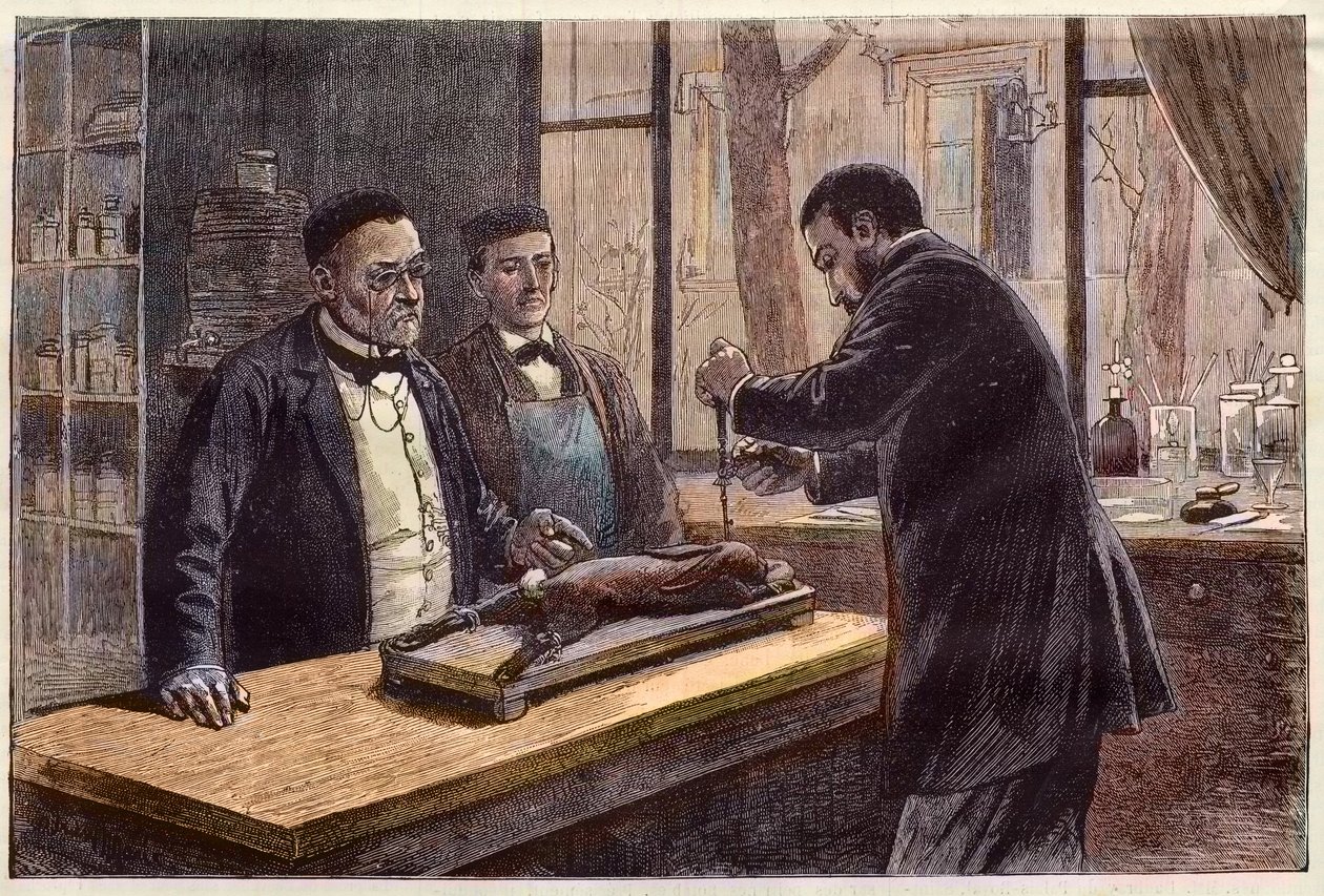 Louis Pasteur (1822-1895), französischer Chemiker und Mikrobiologe, experimentiert an einem chloroformierten Kaninchen während seiner Suche nach einem Tollwutheilmittel von French School