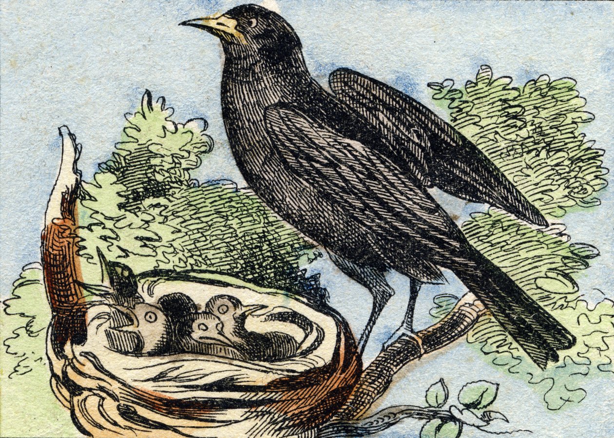 Amsel. Gravur in "Buffon Alphabet des Oiseaux n 2" von French School