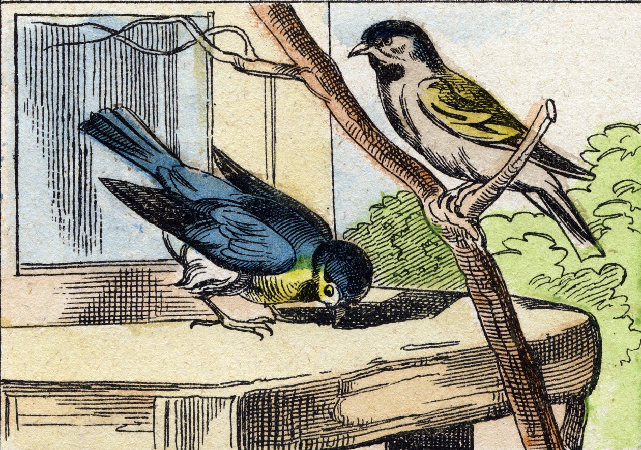 Meise. Gravur in "Buffon Alphabet des Oiseaux n 1" von French School