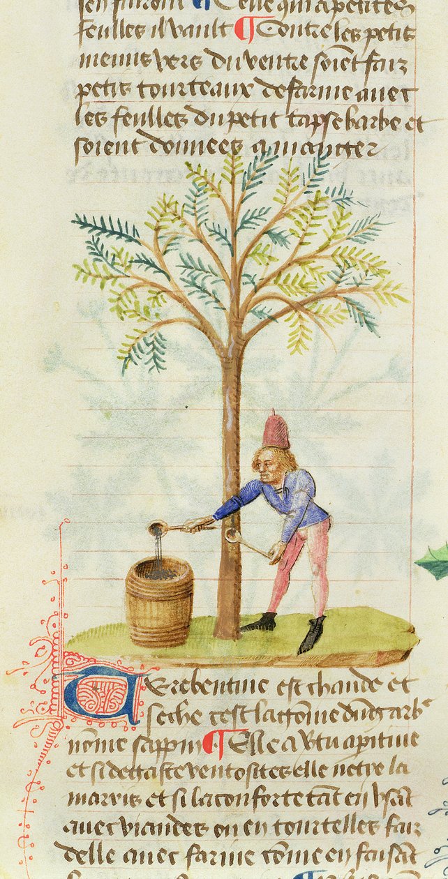 Ms Est 28 M.5.9 fol.165r Sammeln von Terpentin, aus Grand Herbier von Pedanius Dioscorides (ca. 40-90 n. Chr.) von French School