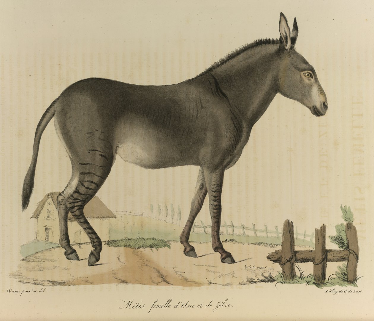 Weiblicher Hybrid, aus 