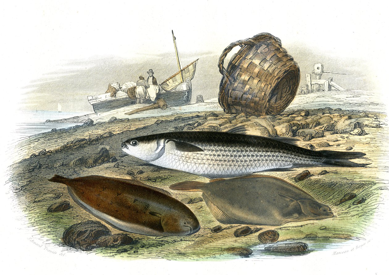 Meeräsche (Mugilidae), Seezunge (Solea Vulgaris), Limande (Microstomus Kitt) - Tafel aus Naturgeschichte von Bernard Germain de Lacepede (1856-1925), Ausgabe P.Furme, Paris von French School