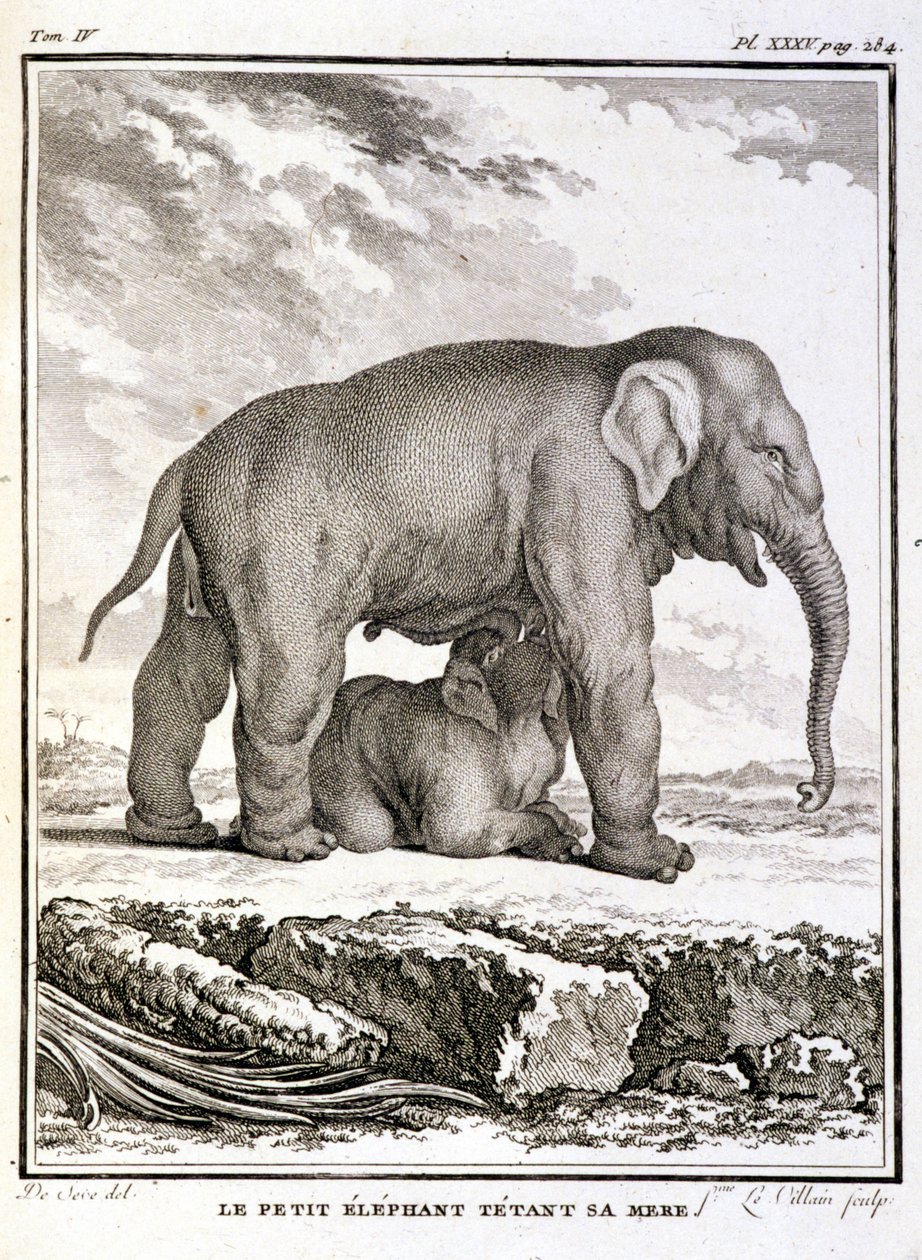 Naturgeschichtstafel: Der kleine Elefant neckt ihre Mutter - in „Naturgeschichte, allgemein und besonders“ von Buffon von French School