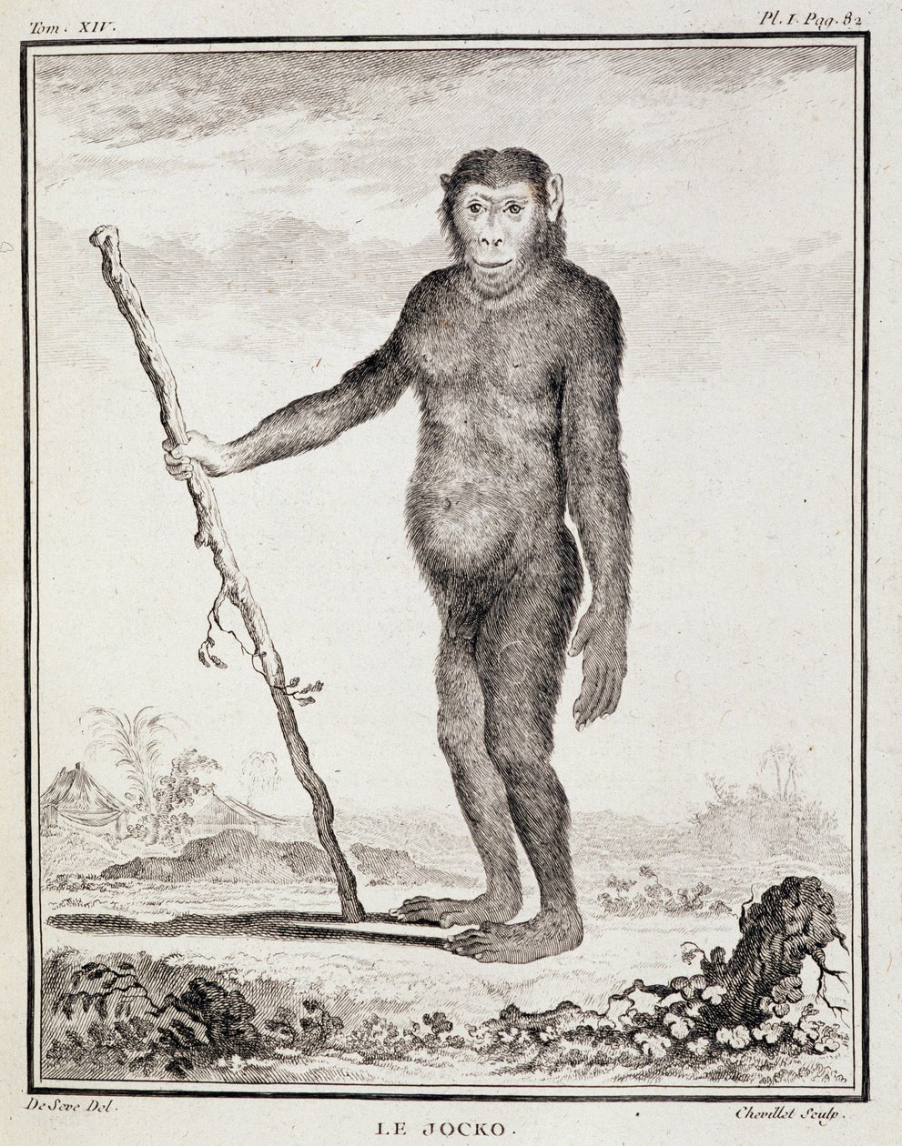 Naturgeschichtstafel: Der Jocko - in „Naturgeschichte, allgemein und besonders“ von Buffon von French School