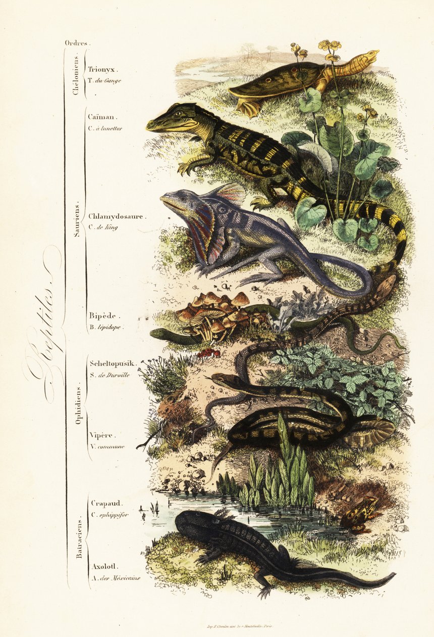 Ordnungen der Reptilien: gefährdete Indische Weichschildkröte, Nilssonia gangetica, Brillenkaiman, Caiman crocodilus, Kragenechse, Chlamydosaurus kingii, Gemeiner Schuppenfuß, Pygopus lepidopodus, Europäische Glasschleiche, Pseudopus apodus, Gemeine Viper von French School