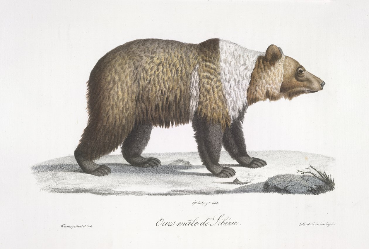 Sibirischer Bär, aus 