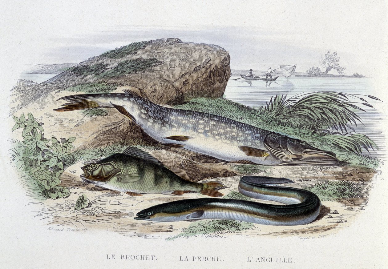 Fische: Der Hecht, der Barsch, der Aal - in „Histoire Naturelle“ von Lacépède, Hrsg. Furne, Paris von French School