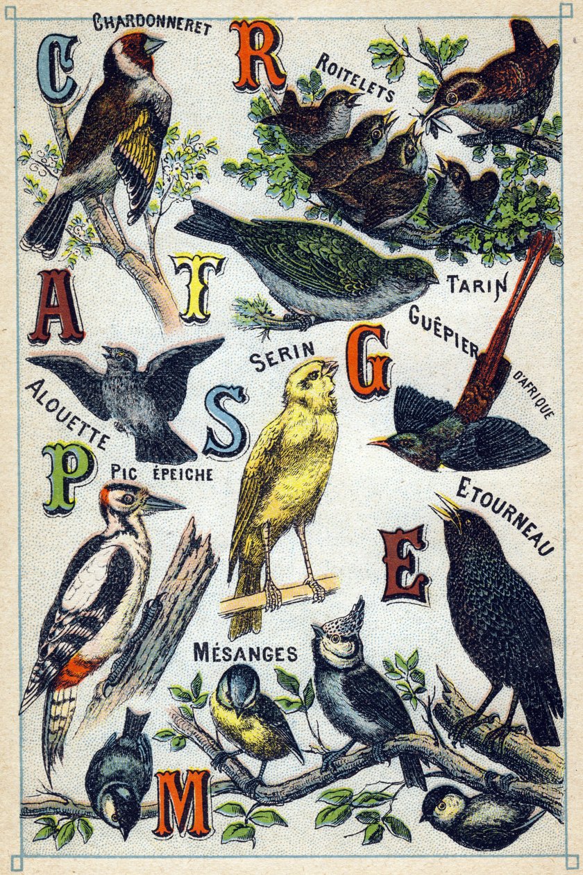 Tafel 1: Stieglitz, Goldhähnchen, Zeisig, Lerche, Girlitz, Bienenfresser, Specht, Star, Meisen. Gravur in "Syllabary alphabet of birds". Serie A. Pellerin et Cie, Drucker-Verleger, Epinal, Ende des 19. Jahrhunderts. Chromolithographien. Kleines 8-seitiges  von French School