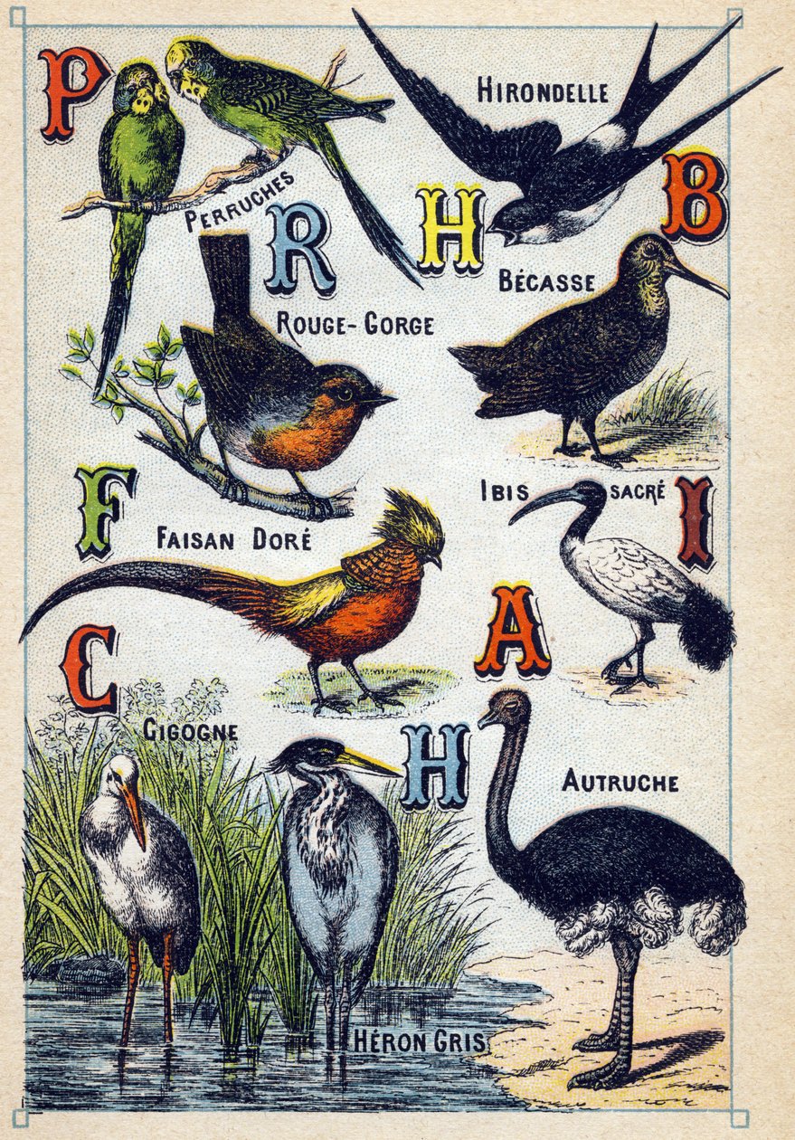 Tafel 4: Sittiche, Schwalbe, Rotkehlchen, Buche, Goldfasan, Heiliger Ibis, Storch, Strauß, Graureiher. Gravur in "Syllabary alphabet of birds" von French School