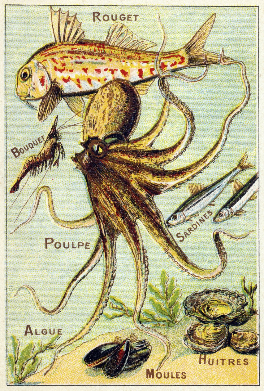 Tafel 4: Rotbarbe, Bouquet, Oktopus, Sardinen, Algen, Muscheln, Austern. Gravur in "Silbenalphabet der See- und Süßwasserfische". Serie A. Pellerin et Cie, Drucker-Verleger, Epinal, Ende des 19. Jahrhunderts. von French School