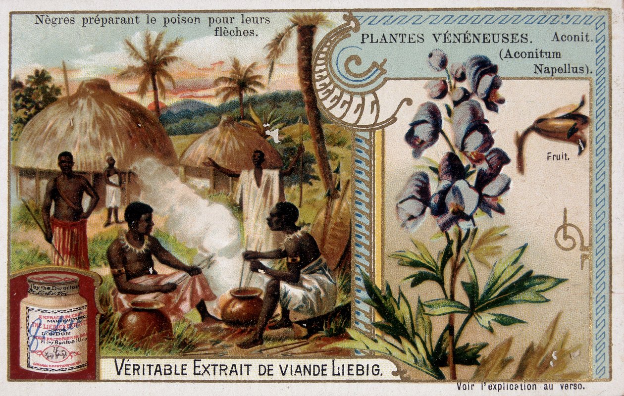 Giftpflanzen: Eisenhut und Afrikaner bereiten Gift für ihre Pfeile vor - Chromo. Liébig, späte 19. Jahrhundert von French School