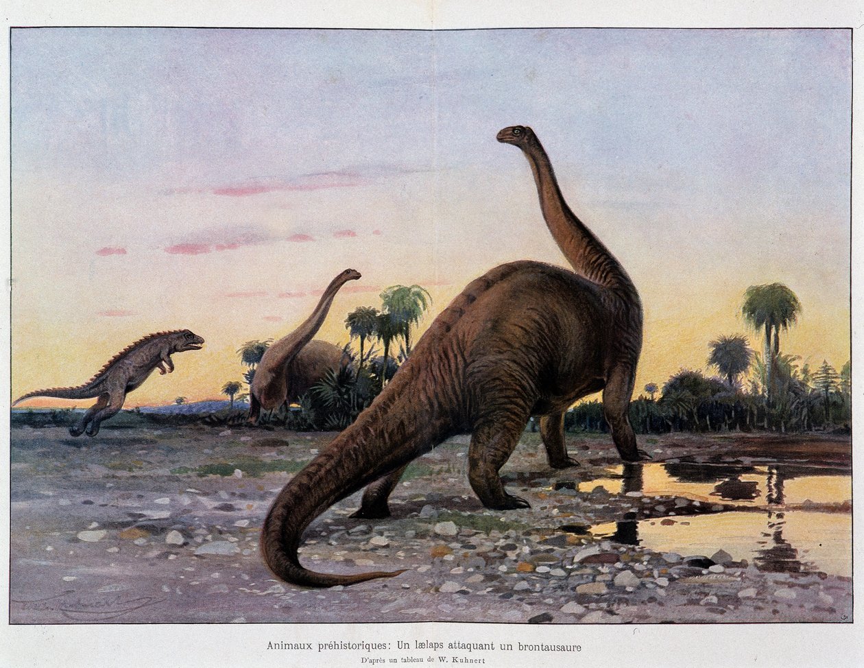 Prähistorische Tiere: ein Laelaps greift einen Brontosaurus an - in „Das Universum und die Menschheit“ von French School