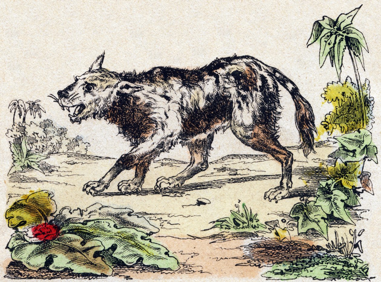 Quachy (Art von Löwenhund aus Südamerika). Gravur in "Alphabet des animaux sauvages". 9. Serie. Bildersammlung von Epinal, Pellerin, Drucker-Verleger, um 1870. Holzschnitte, schabloniert. 16 Seiten. Dim: 20 x 15 cm. Private Sammlung von French School