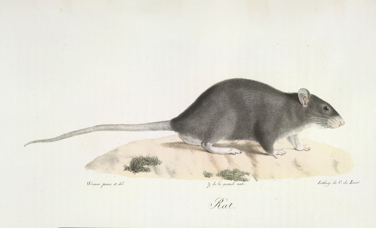 Ratte, aus Histoire Naturelle des Mammifères von French School