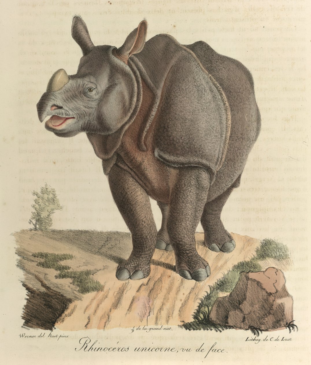 Einhorn-Nashorn, aus 