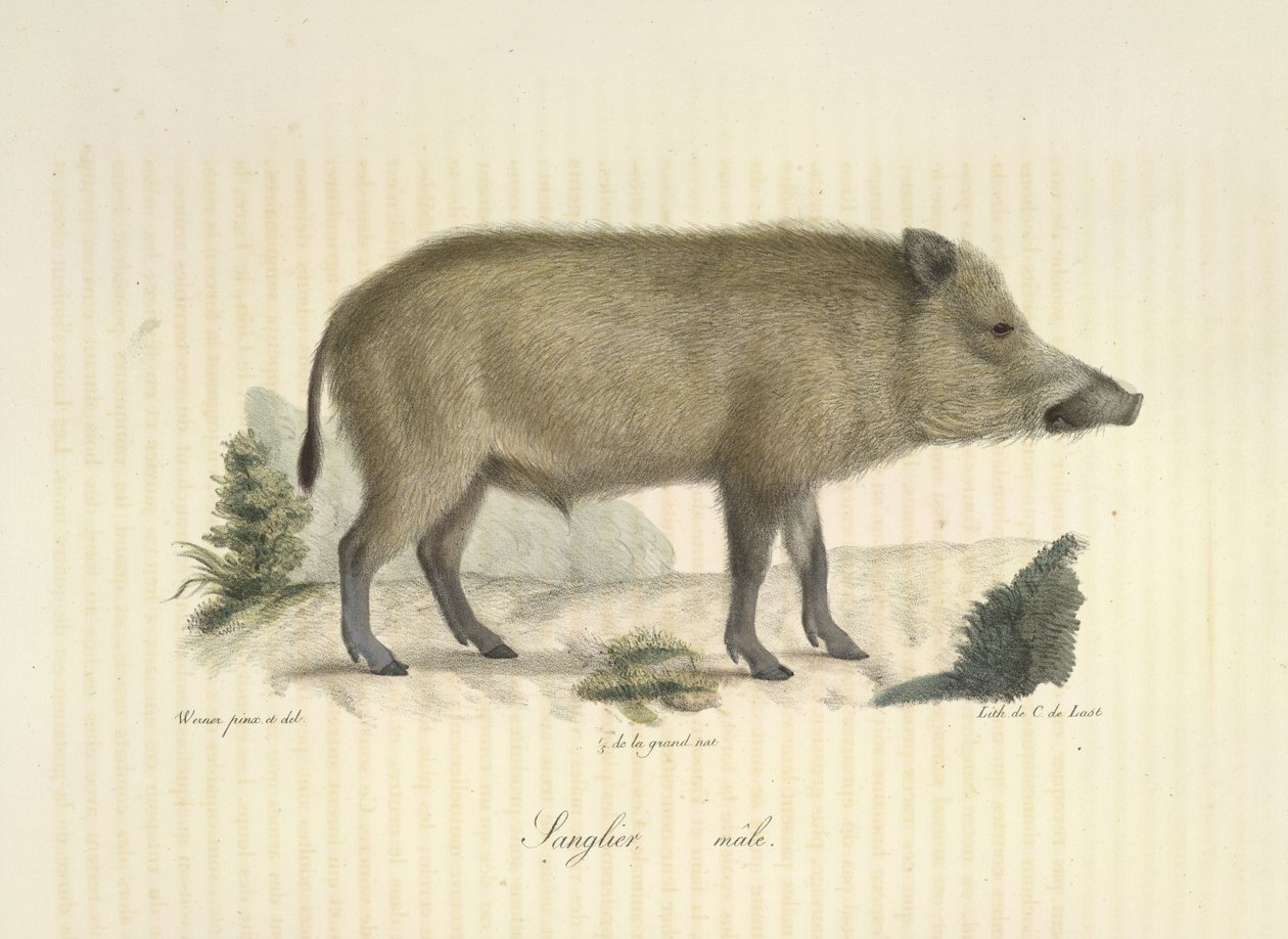Wildschwein, Männchen, aus Histoire Naturelle des Mammifères von French School