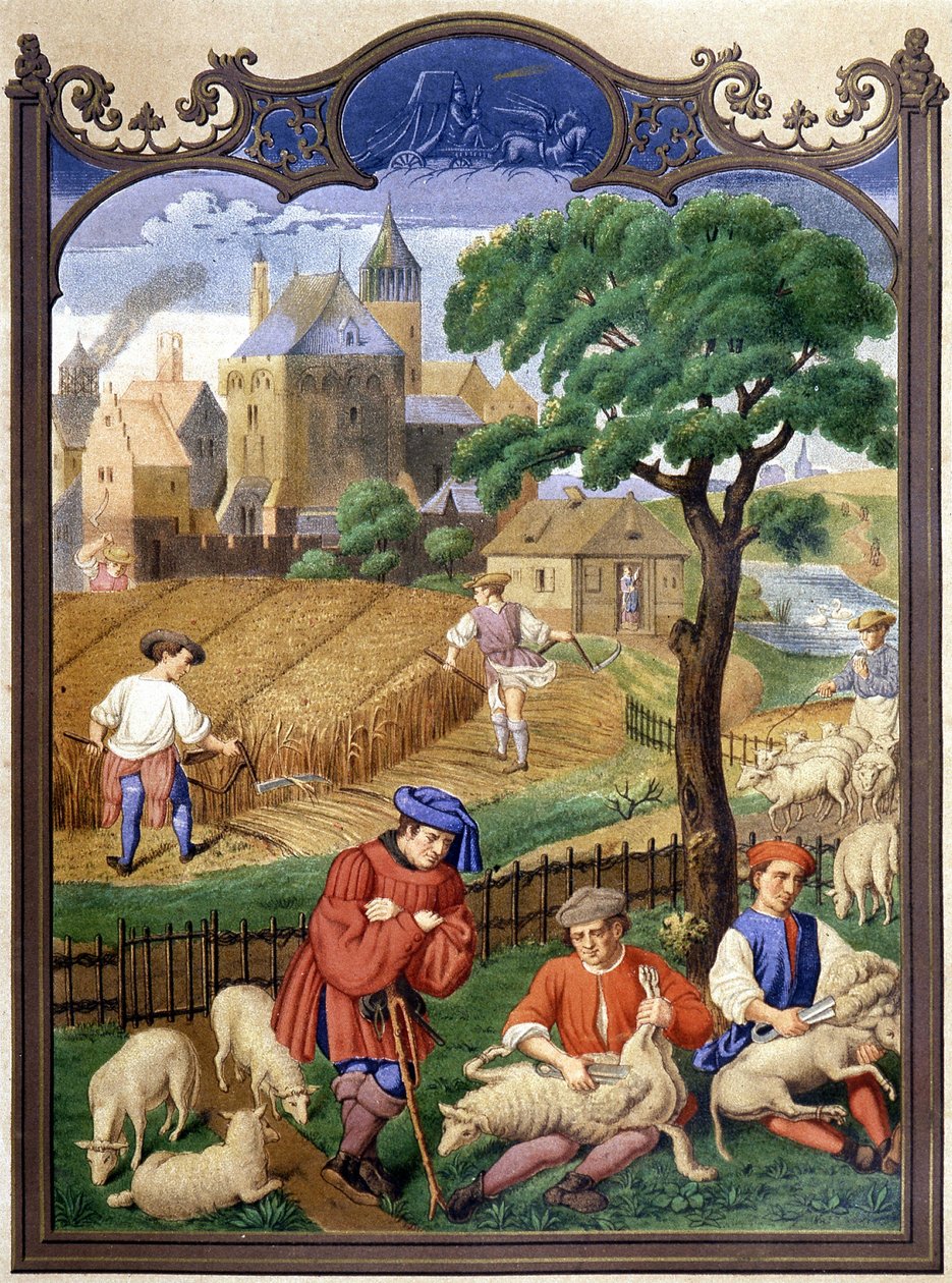 Schafschur und Ernte - Miniatur, Mittelalter von French School