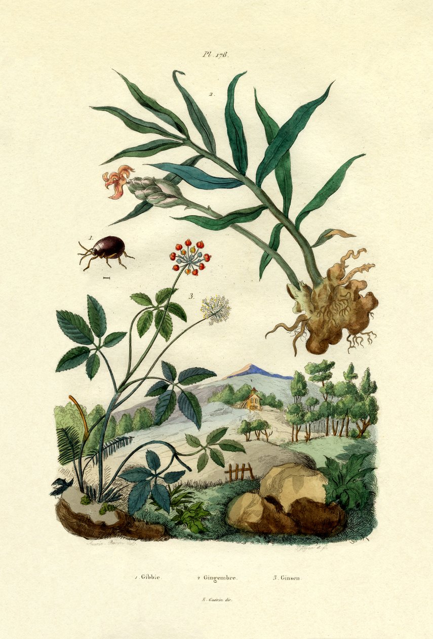 Glänzender Spinnenkäfer, 1833-39 von French School
