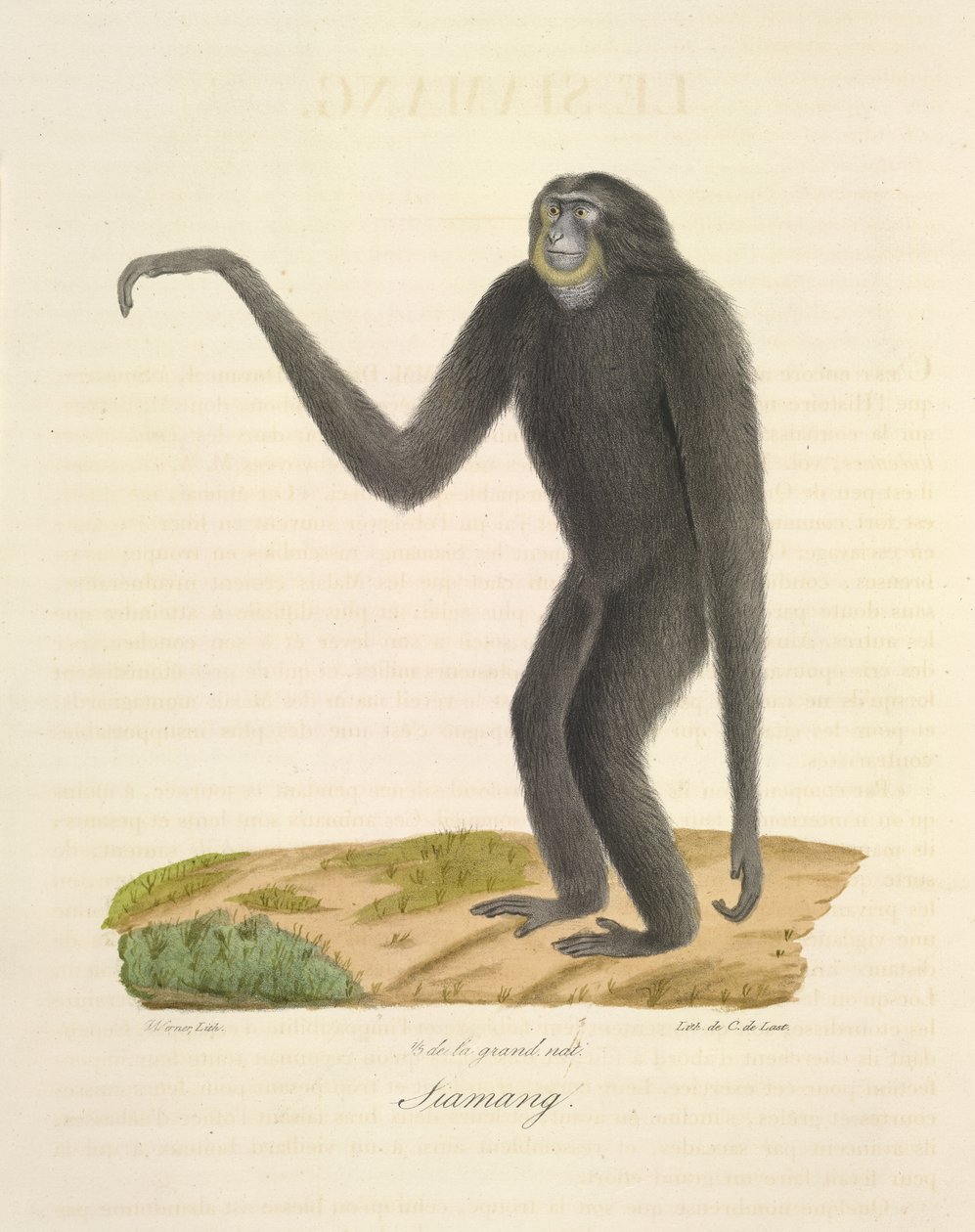 Siamang, aus Histoire Naturelle des Mammifères (Farblithographie) von French School