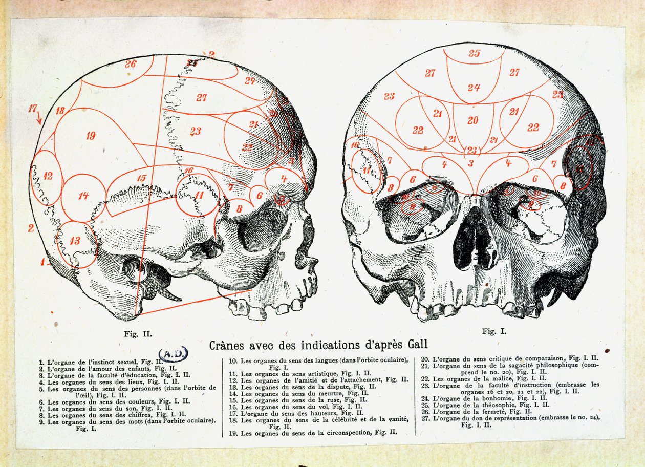 Schädel mit phrenologischen Angaben nach Franz Josef Gall von French School