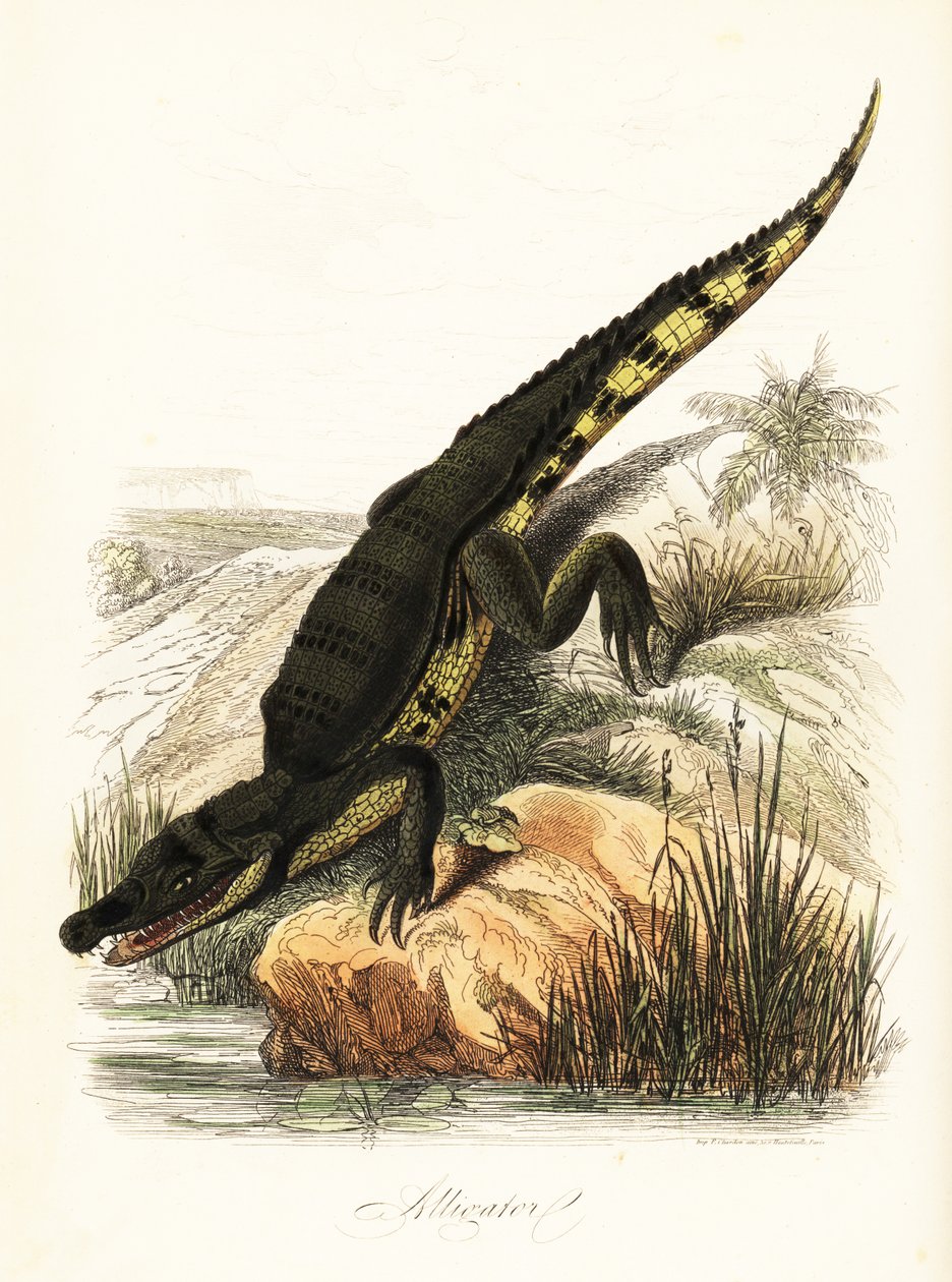 Brillenkaiman, Caiman crocodilus von French School