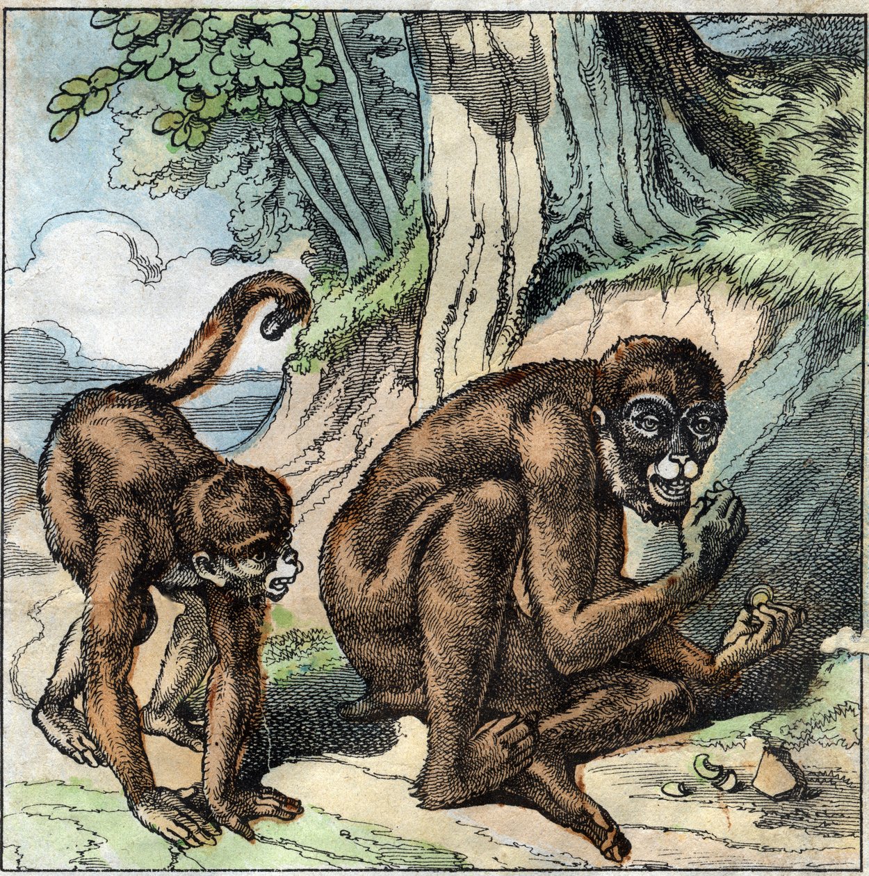 Der Affe und die Nuss. Fabel von Jean-Pierre-Claris de Florian (1755-1794), französischer Romancier, Dichter und Fabulist. Illustration Ende des 19. Jahrhunderts. von French School