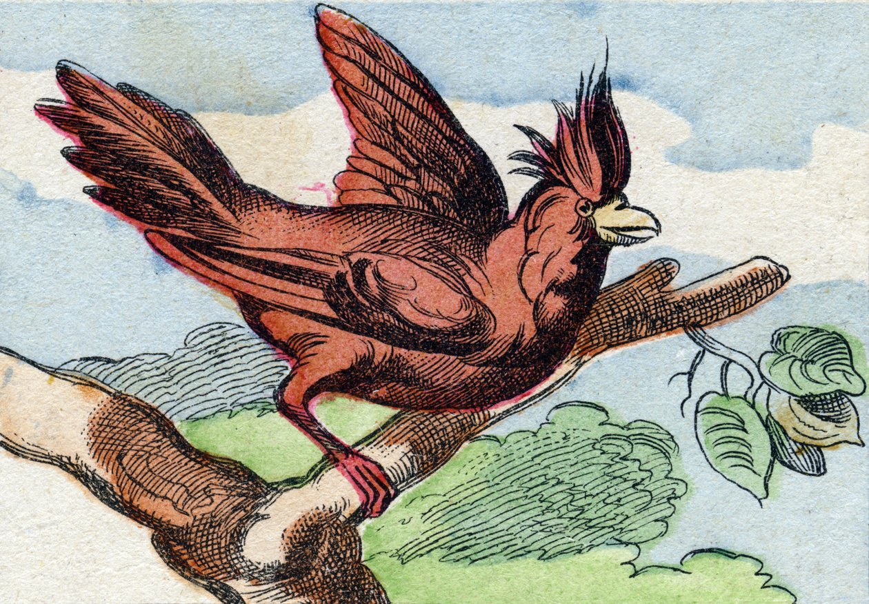 Der Kardinal. Gravur in "Buffon Alphabet des Oiseaux n 2" von French School