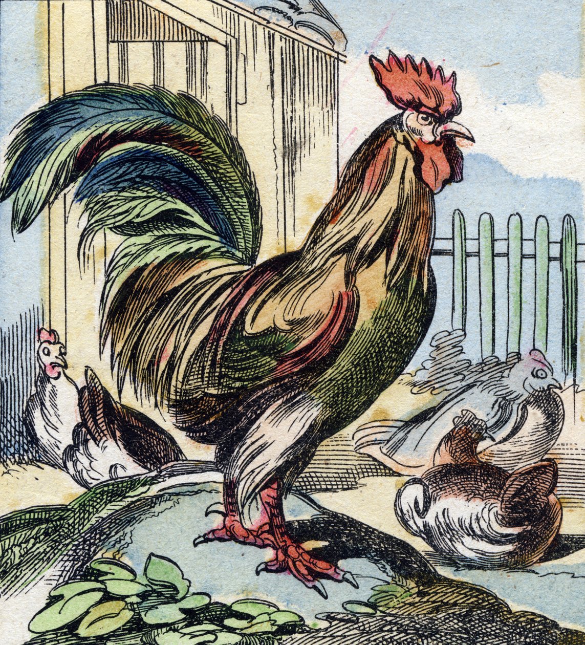 Der Hahn. Gravur in "Buffon Alphabet des Oiseaux n 2" von French School
