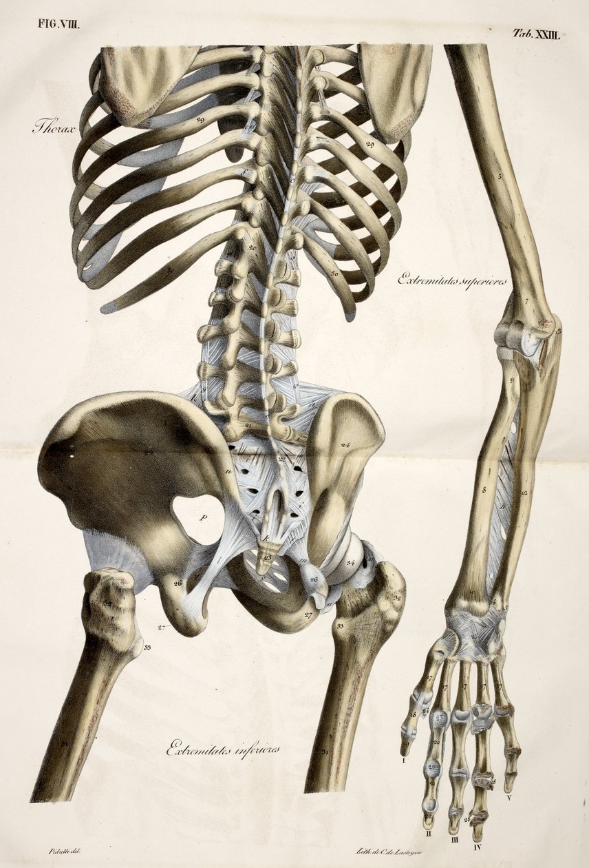Thorax, aus Planches anatomiques du corps humain, ausgeführt nach den natürlichen Dimensionen, begleitet von einem erläuternden Text, veröffentlicht von dem Grafen von Lasteyrie von French School