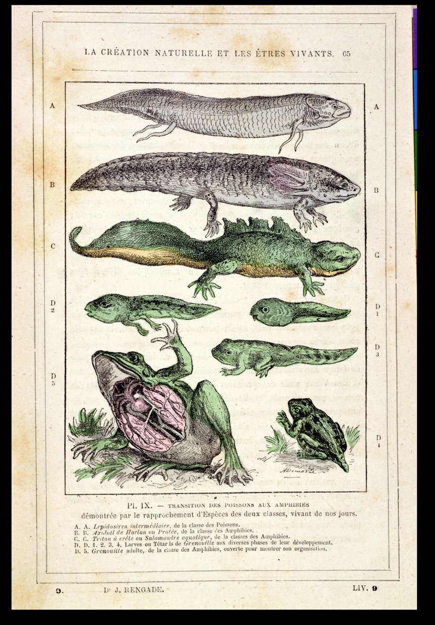 Übergang von Fischen zu Amphibien, aus einem Buch von Dr. Rengade, ca. 1880 von French School