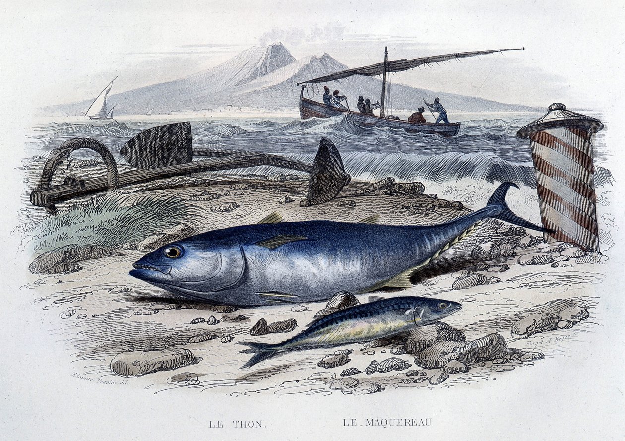 Thunfisch und Makrele - aus „Histoire naturelle“ von Lacépède, T.II, ed. Furne et Cie, Paris von French School