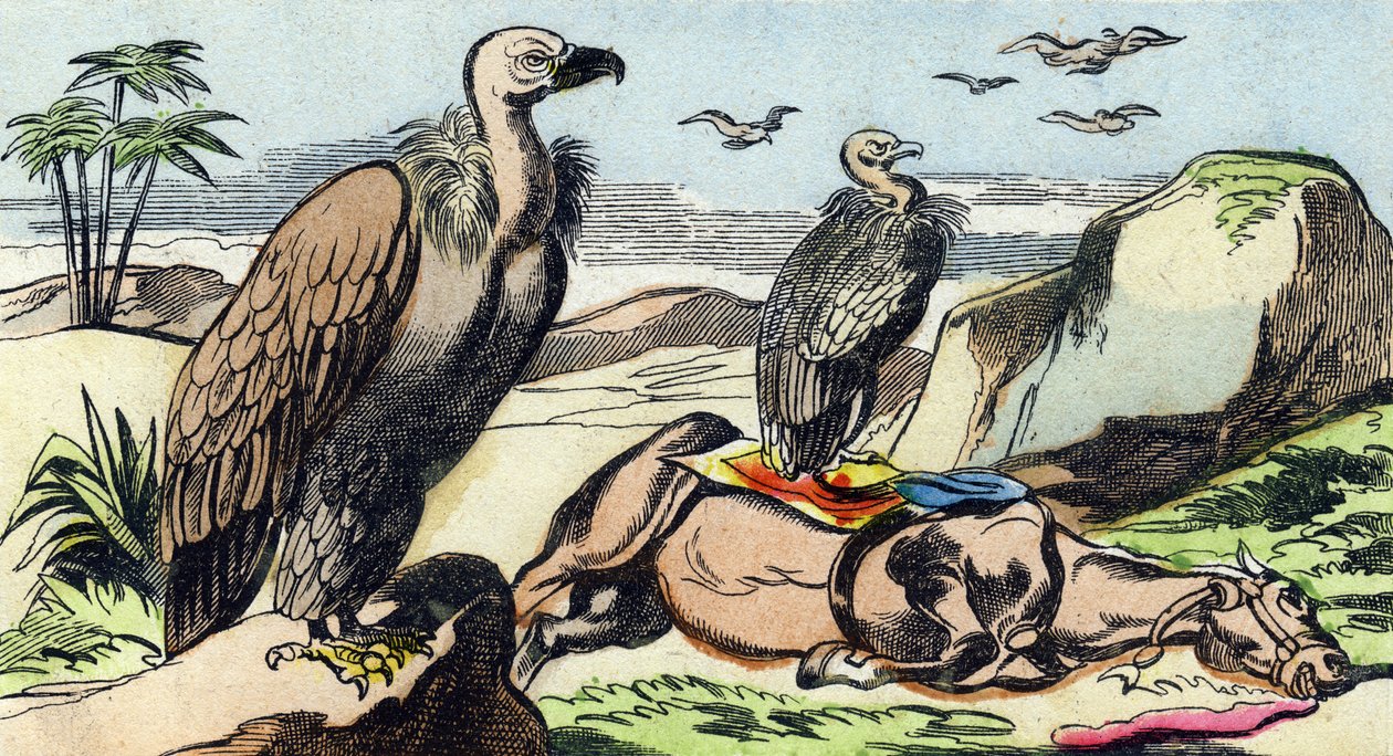 Geier. Gravur in "Buffon Alphabet des Oiseaux n 1" von French School