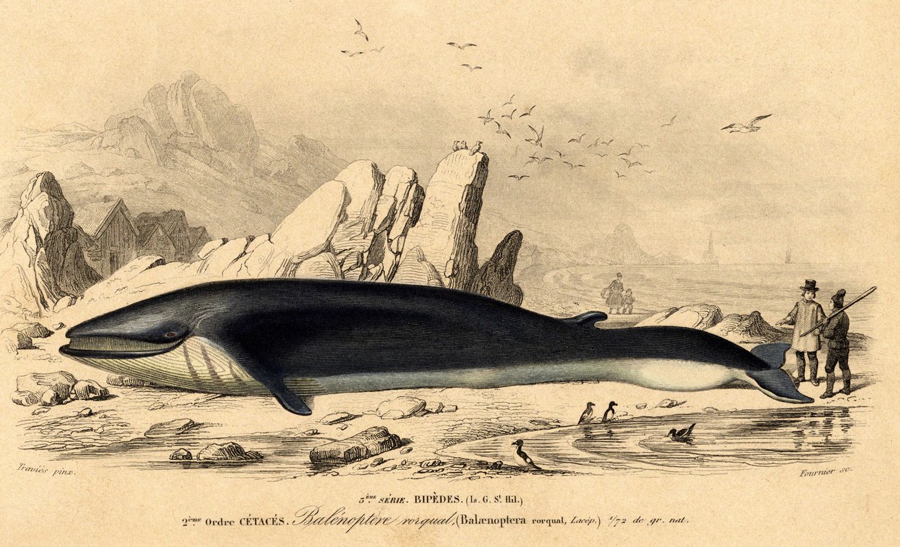 Wal oder Bartenwal (Balaenoptera rorqual) von French School