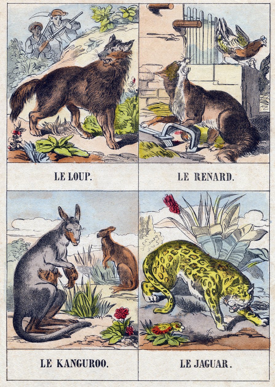 Wolf; Fuchs; Känguru; Jaguar. Gravur in "Buffon Alphabet des Animaux" von French School