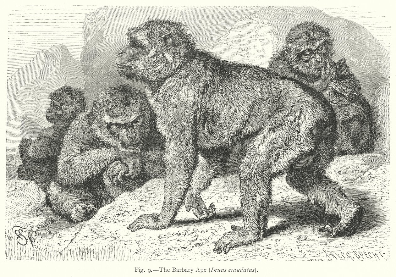 Der Berberaffe (Inuus Ecaudatus) von Friedrich Specht