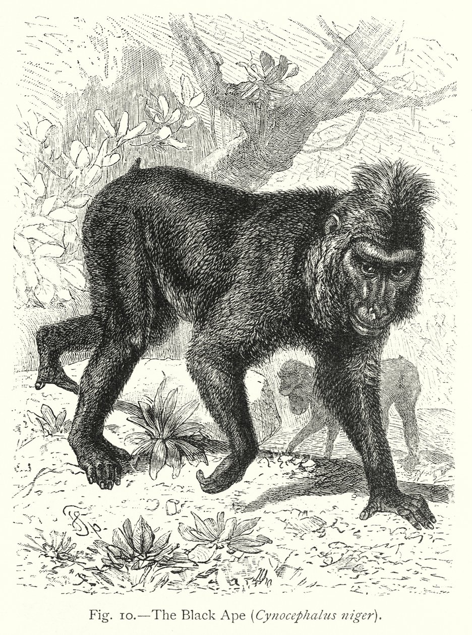 Der Schwarze Affe (Cynocephalus Niger) von Friedrich Specht