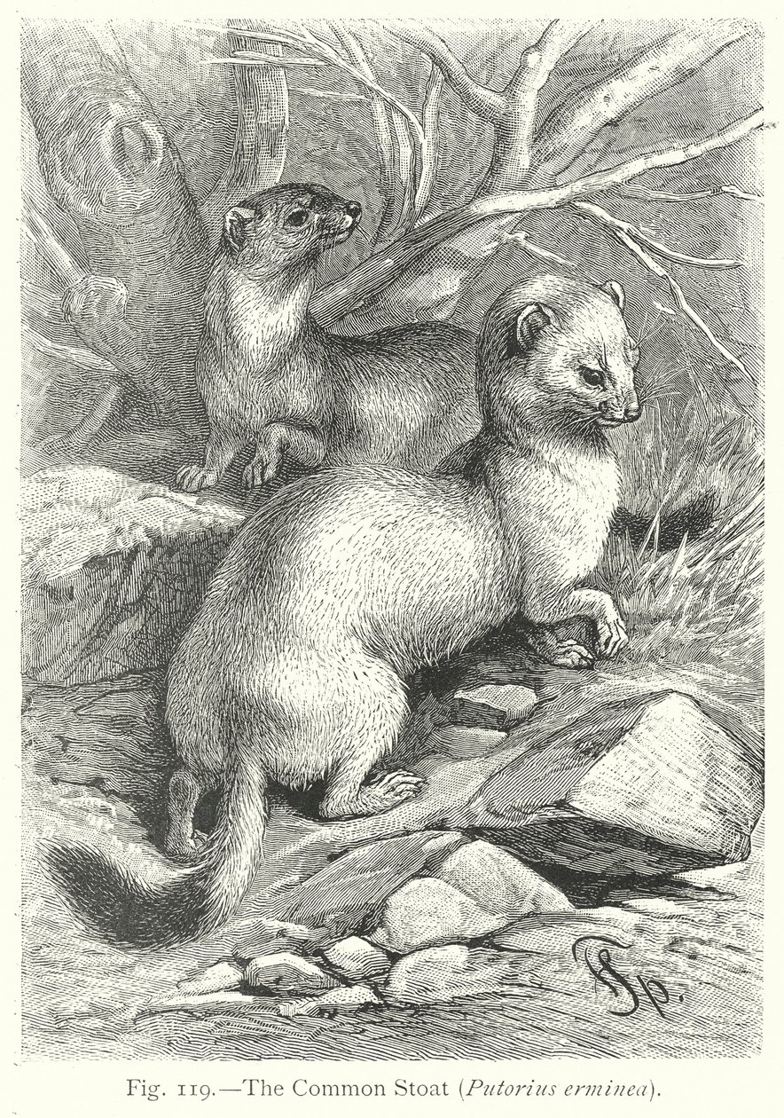 Das Hermelin (Putorius Erminea) von Friedrich Specht