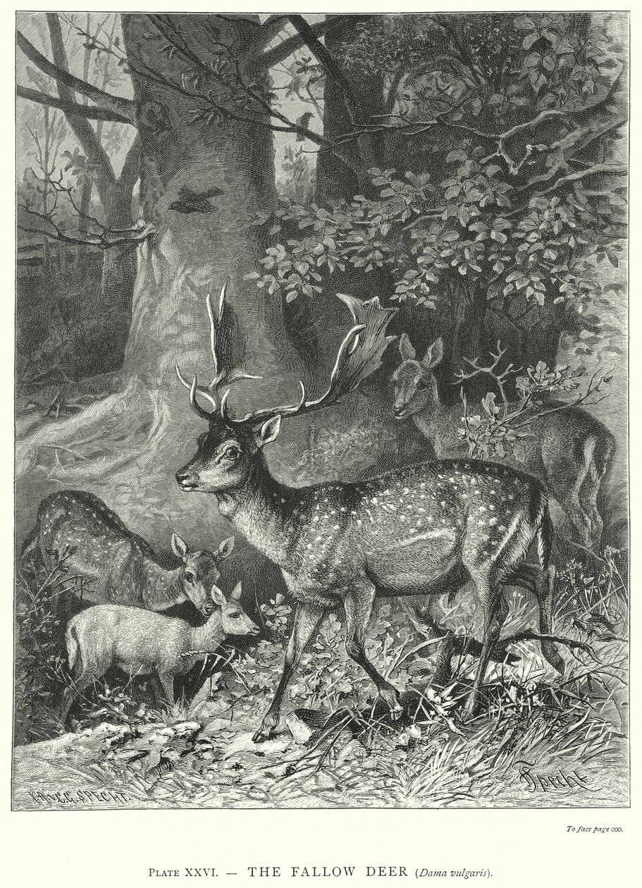 Das Damwild (Dama Vulgaris) von Friedrich Specht