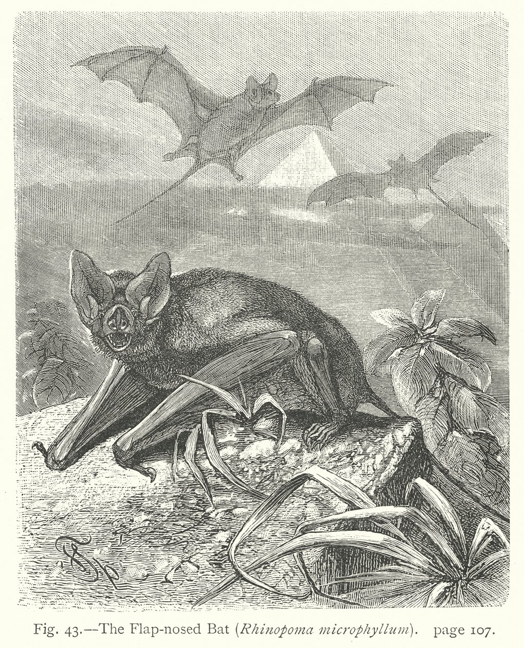 Die Lappen-Nasen-Fledermaus (Rhinopoma Microphyllum) von Friedrich Specht