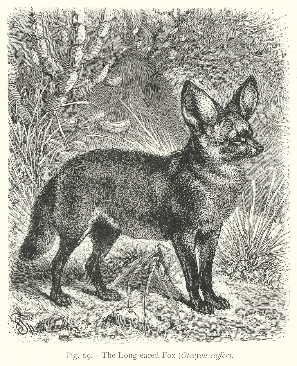 Der Langohrfuchs (Otocyon Caffer) von Friedrich Specht