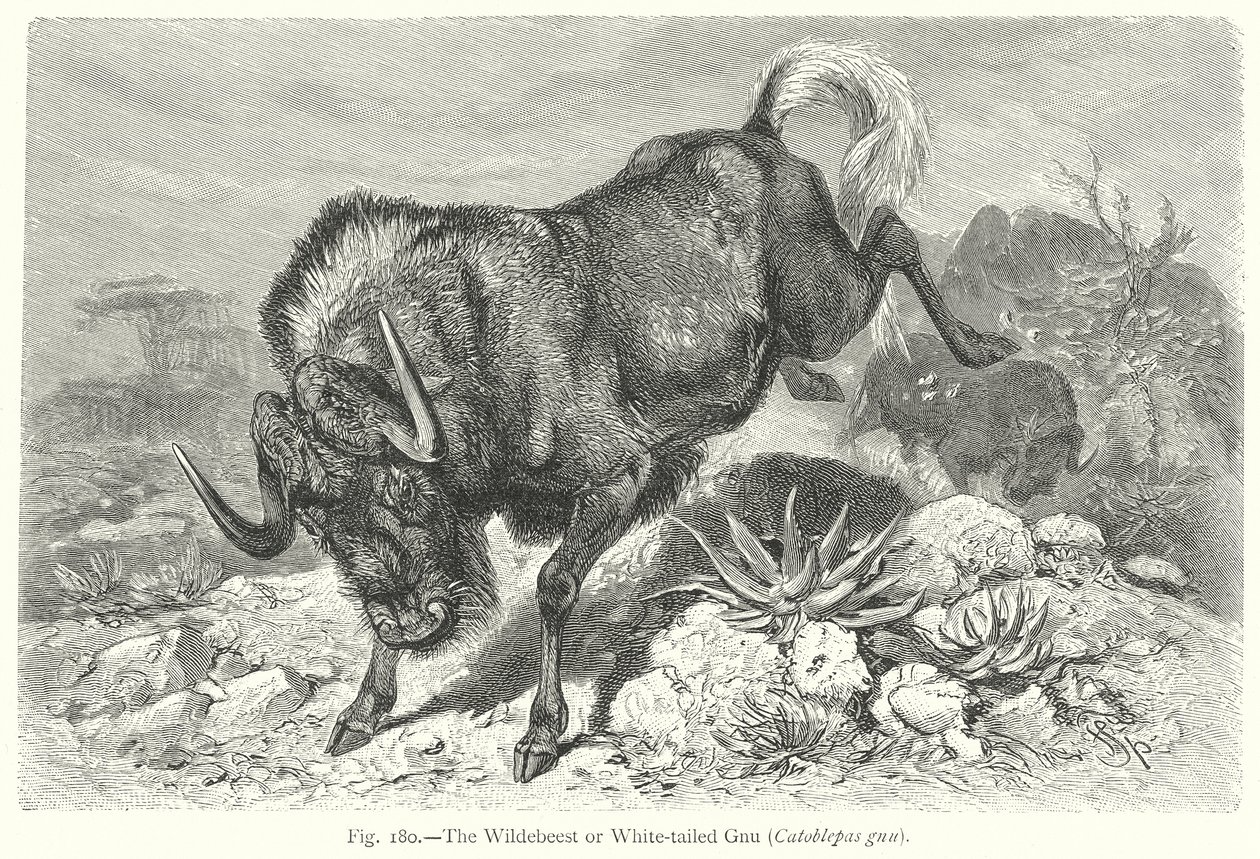 Das Gnu oder Weißschwanzgnu (Catoblepas Gnu) von Friedrich Specht
