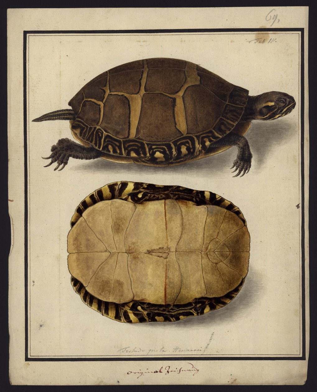 Chrysemys picta, vor 1792 von Friedrich Wilhelm Wunder