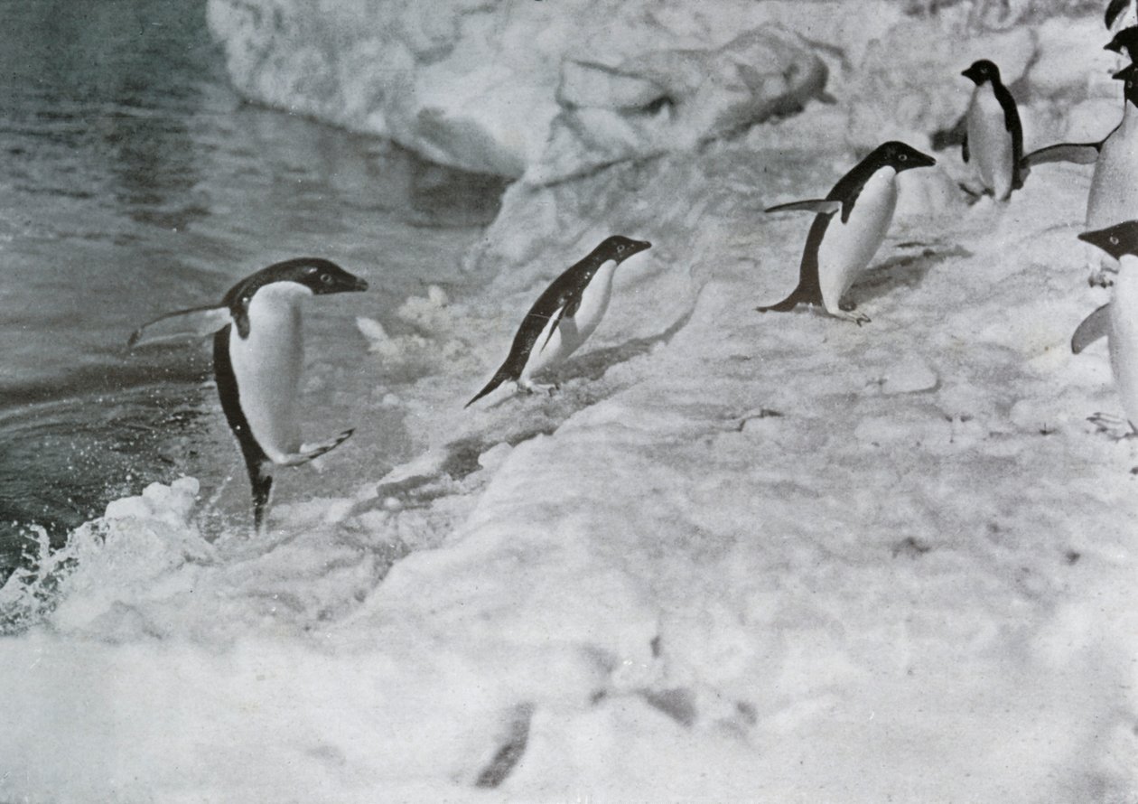 Pinguine springen auf den Eisfuß, ca. 1911, 1913 von G. Murray Levick